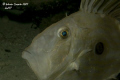 Pesce San Pietro