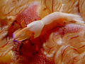 Emperor shrimp, Periclimenes imperator on spanish dancer.