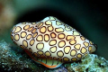 Flamingo Tongue - Bonaire - Canon EOS350D; EF-S 60mm; single DS-125 strobe
