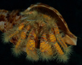 Show off!!  Yellow hairy hermit crab in Triton's Trumpet Shell.