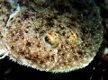 Pegusa lascaris