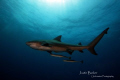 Bull Shark  and crew
