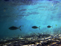 Persian Gulf Life 3