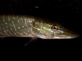 snoek