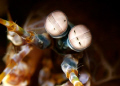 Close up of a Peacock Mantis Shrimp