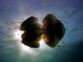 Latin name-Rhizostoma pulmo.Housing Canon,Camera Canon G9.
