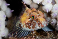 A small Norway Bullhead (Microenophrys lilljeborgi) peaking out between the legs of a seastar.