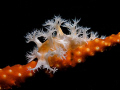 A telesto coral nudibranch taken under the Ammo Jetty, south of Fremantle in Perth, WA.