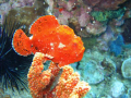 Frogfish