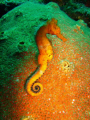 Seahorse at Rosemand's Trench