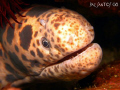 It took a while before this shy moray eel peered out of its hole and posed for the camera (Kirby's Rock, Tingloy, Batangas)