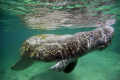 Manatee , At Crystal River FL