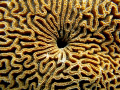 coral