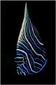 juvenile emperor angelfish