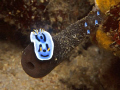 NUDIBRANCH WITH VERY RARE YOUNGLINGS ON THE SPONGE
 Manado- Nikon 801s+ 60macro mm+ Underwave Housing+ Ikelite strobe.