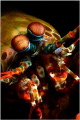 Peacock Mantis Shrimp
