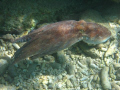 Octopus. Front Porch, Bonaire