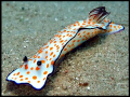Beautiful Risbecia. Taken at Marsa Bareika.