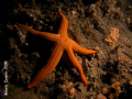 Grotta Azzurra - Palinuro