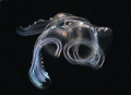 Luminescenze: Nikon D200, 60micro, twin strobo
Ligurian sea