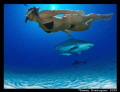Diana with bullsharks.