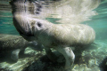 Manatee at Three Sisters Spring, Crystal River FL.