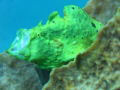Frogfish