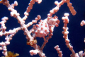 Pygmy Seahouse (to 2 cm)