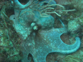 Caribbean Octopus @ Victor's Cleaning Station, Culebra