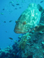 big grouper