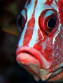 Giant squirrelfish - Canon EOS350D; EF-S 60mm; single DS-125