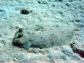 Flounder