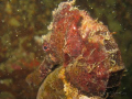 Seahorse