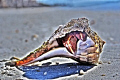 Found this lil guy while snorkeling around some mission ruins off the coast of Florida in the Gulf.. Decided to bring him ashore for some photos and then little mr. Sebastian got to back home.