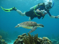 Pic taken at Bonaire Netherland, Antilles. Camera used was Canon G10 in Canon housing. No strobe or artificial lighting.