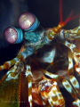 Peacock Mantis Shrimp, it welcoming me when I ring it's door bell. Photo capture by Canon G9, Inon single strobe and Inon Macro len.