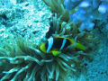 Finding Nemo Annnnnnennnomi Fish