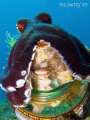 I saw this octopus leave his comfy 