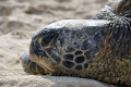 Gorgeous Sea Turtle out posing for me.
