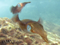 Sepia at Arraial do Cabo Sea