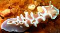 Nudi..... Found at whittle, False Bay