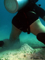 On a sunny day... calm sea.. good visibility... Mr. Chan choose to take a dump underwater... 
cheers...