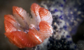 Close up of the branchia belonging to a local hypselodoris. This little guy posed unabashedly for 20 minutes while I snapped away.
