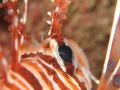 A close up view of Lion fish's eye. Canon G7 with canon housing and inon close up lens and single sea&sea YS 110 strobe