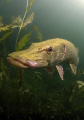 Pike taken with cold waterfilter from Alex Mustard