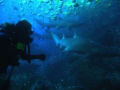 Exiting Fish-Rock Cave. Must make our way through Narrow passage among about 20 Grey Nurse Sharks.