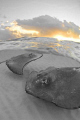 stingray city