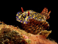 Hypselodoris infucata.  Canon G9/Ikelite DS160 Strobe/UCL 165.