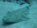 Angel shark in the waters of Tenerife island.