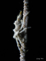 Xeno Crab. Taken with Canon G9, Single Inon Z240 strobe and Inon Macro Lens